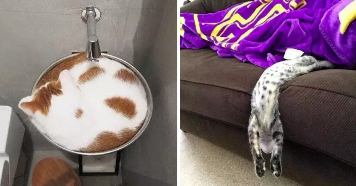 Жидкие кошки. Кошки жидкие существа. Cat is Liquid. Ликвид Кэт упоролся. Cats are Liquid для рисования.